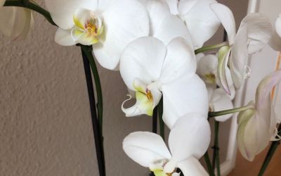 Nahaufnahme weiße Orchideen vor beigefarbener Wand